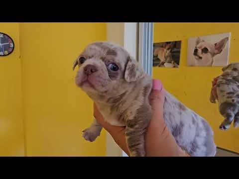 Видео: ДОБРОЕ УТРО 😘 младшие ясли #питомник #чихуахуа #Кастропуло #Крым 