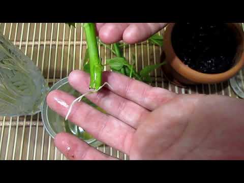 Видео: Гибискус травянистый размножение черенками.Hibiscus herbaceous