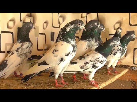 Видео: Пакистанские голуби породы ТЕДДИ И КАМАГАРЫ. Pakistani pigeons of breed TEDDY AND KAMAGARA