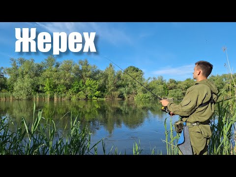 Видео: Риболовля на ЖЕРЕХА. Ранковий вихід риби. Рибачу на річці Турунчук 2025
