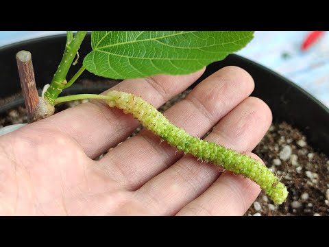 Видео: прививка длинноплодной шелковицы