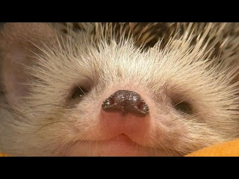 Видео: 🥰🦔 Жизнь ежат с рождения до месяца. День 29. The life of a hedgehog from birth to  month#ezhikafro