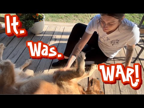 Видео: Профессиональный установщик И грумер для собак… НЕ ❌ (ОБНОВЛЕНИЕ ПАНК)