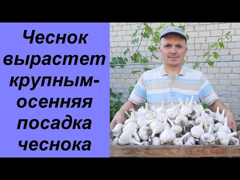 Видео: Чеснок, посаженый ЭТИМ способом, ОЧЕНЬ удивит вас урожаем!