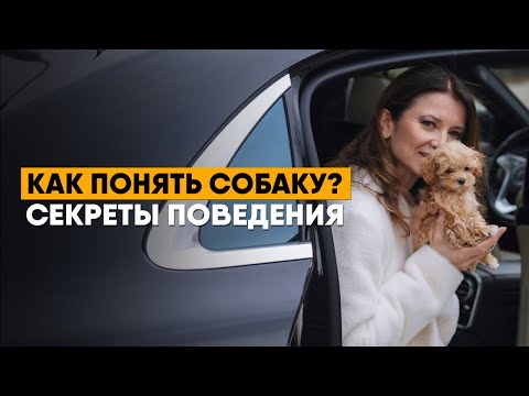 Видео: Что чувствует собака? Эмоции, поведение и секреты психологии собак!