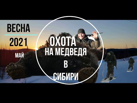 Видео: Охота на медведя в Сибири, май, Хамар-Дабан, 2021