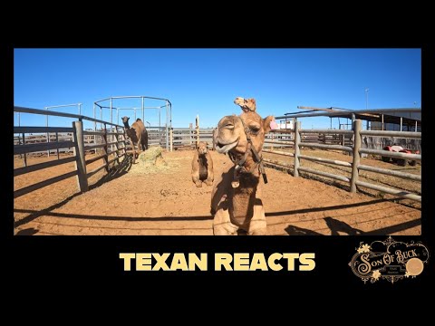 Видео: РЕАКЦИЯ ТЕХАСЦА: Гонки верблюдов Boulia — самое необычное событие в глубинке Квинсленда!