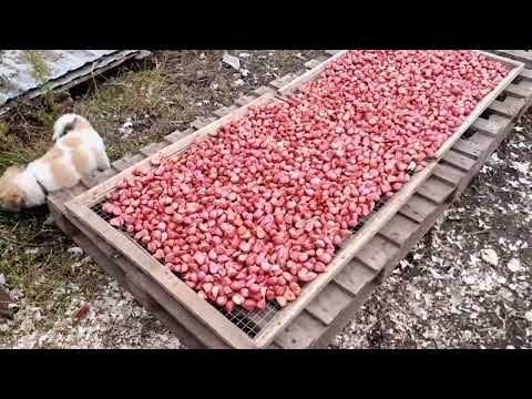 Видео: 🔥Який вид часника краще садити саджалкою?