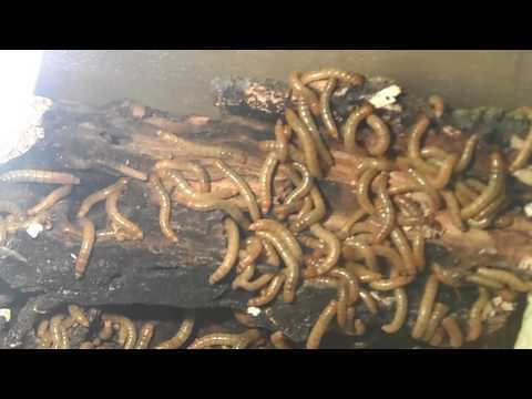 Видео: Кормление мучных червей.