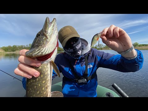 Видео: ЩУКА В ШОЦІ ВІД ЦЬОГО ВОБЛЕРА! КРАЩА ПРОВОДКА НА ЩУКУ!