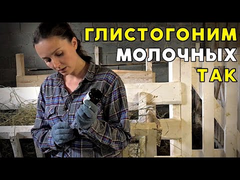 Видео: ЧЕМ ГЛИСТОГОНИТЬ СЕЛЬХОЗ ЖИВОТНЫХ, ЧТОБЫ СРАЗУ ПИТЬ МОЛОКО?