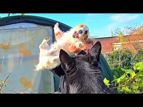 Видео: ✨️Танцпол везде!😁✨️Дела домашние✨️