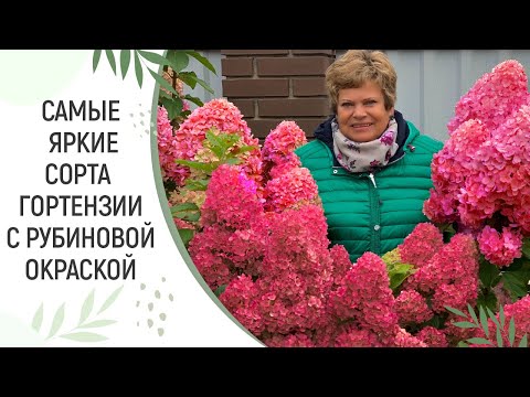 Видео: РОЗОВЫЕ  И РУБИНОВЫЕ СОРТА ГОРТЕНЗИИ