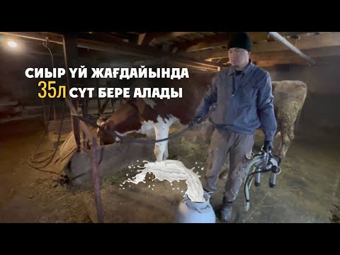 Видео: Үй жағдайында Сүтті бағыттағы Сиырдарды азықтандыру және оларды сауу #қазақша #сиыр #агро #сүт #жер