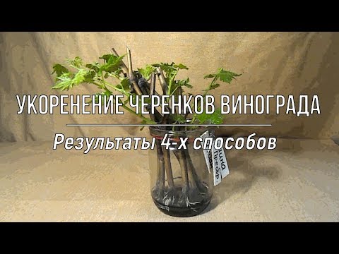 Видео: Укоренение черенков винограда_Результаты 4-х способов