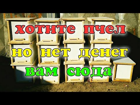 Видео: ХОТИТЕ ПЧЕЛ НО НЕТ ДЕНЕГ... ВАМ СЮДА! ЛОВУШКИ ЗА 1 ДОЛЛАР. BEEKEEPING. ПЧЕЛОВОДСТВО. РОЕЛОВСТВО.