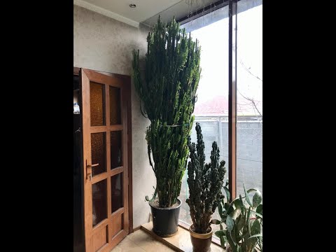 Видео: Как укоренить молочай трехгранный? Неприхотливый сукулент.