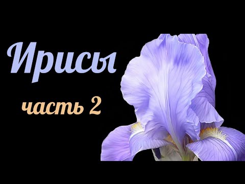 Видео: Ароматы с нотой ИРИСА - Часть 2