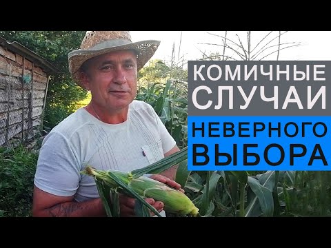 Видео: КАК ВЫБРАТЬ КУКУРУЗУ. Отличие сладкой от кормовой