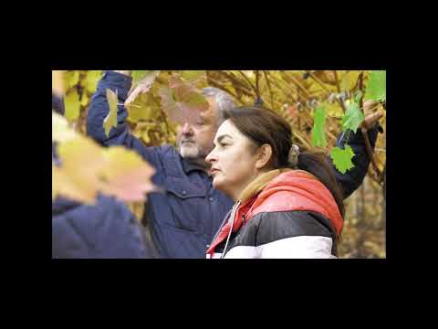 Видео: Столовый виноград Молдовы: технологии, охлаждение, хранение, виноградник в теплице- визит в Костешты