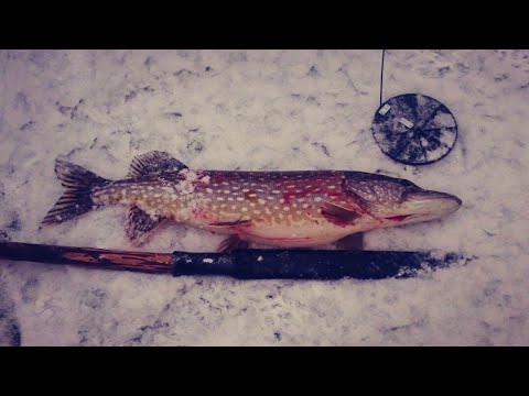 Видео: Щуки ломают тройники!  Лидские разливы, выход крупной рыбы.