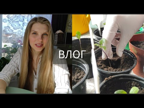 Видео: ВЛОГ: куда пропала | подготовка к огородному сезону | пересадка комнатных растений