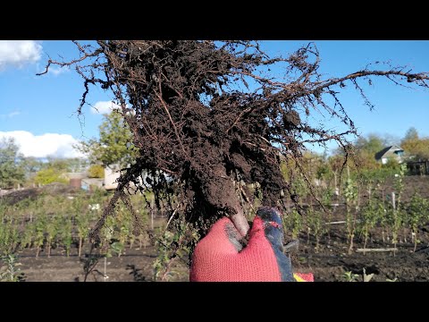 Видео: 25.10.25. Результати вирощування саджанців, наш досвід.