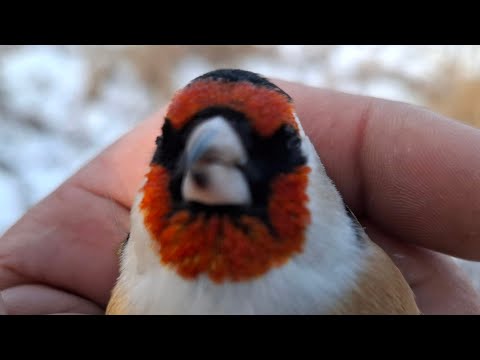 Видео: ЛОВЛЯ ЩЕГЛОВ👍🔥🔥 14.12.24.