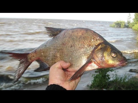 Видео: Рыбалка на реке Волга с лодки