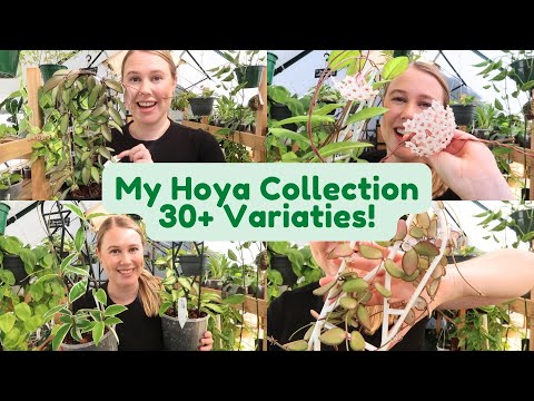 Видео: Вся моя коллекция хойи 2024 года 🌱 Более 30 сортов!