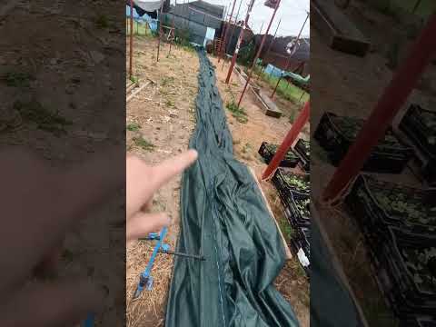 Видео: Крепим затеняющую сетку на теплицы.