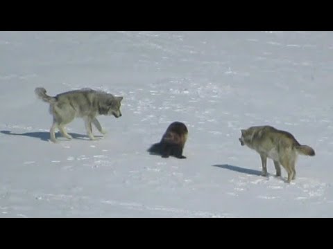 Видео: Стая ВОЛКОВ Окружила РОСОМАХУ. Вот Что Было Дальше...