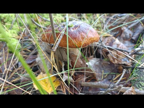 Видео: Лес полон грибов, аж глаза разбегаются.