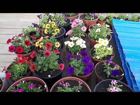 Видео: Обзор сортов моих вегетативных петуний. Чем кормлю.