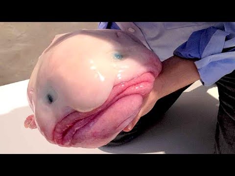 Видео: Адамның зәресін алатын қорқынышты жануарлар