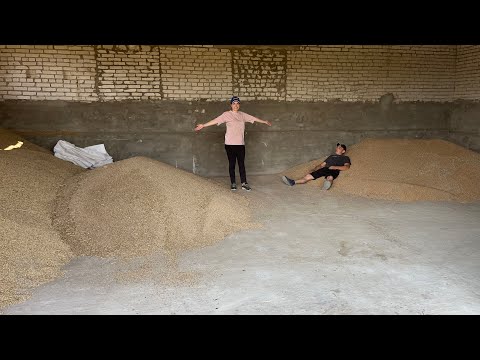 Видео: Жнива озимини завершені! Жито на корм для бичків! Рівненщина 