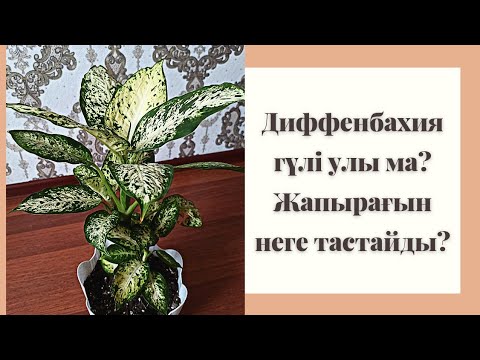 Видео: Диффенбахия гүлінің күтімі.Топырақ құрамы.Уход за диффенбахией.