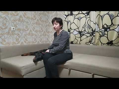 Видео: ПЕРВАЯ ТЕЧКА У СУКИ ДОБЕРМАНА | ХОЧУ ДОБЕРМАНА