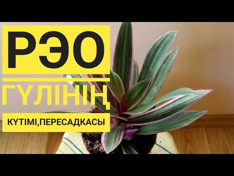 Видео: РЭО гүлінің күтімі,пересадкасы. #үйгүлдері #гүл #рэо