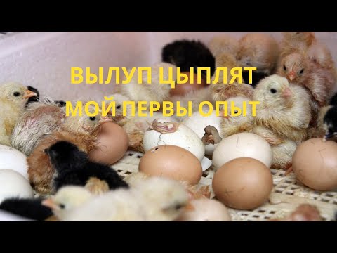 Видео: Вылуп цыплят. Мой первый опыт.