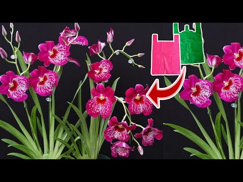 Видео: Как сделать цветок орхидеи из полиэтиленового пакета - идеи цветочных поделок