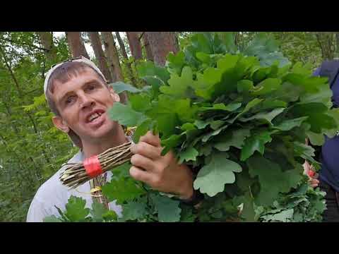 Видео: Дубовая лащина 🌳🌲 #природа #лес #деревья