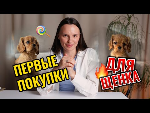 Видео: У НАС БУДЕТ ЩЕНОК| показываю первые покупки для щенка| КАВАЛЕР КИНГ ЧАРЛЬЗ СПАНИЕЛЬ