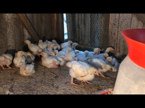 Видео: Три причины почему не растёт наш бройлер// контрольный вес