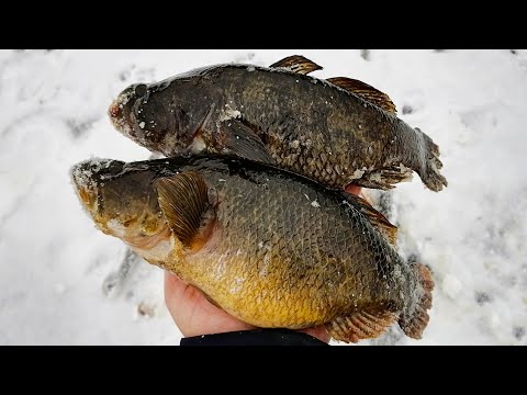 Видео: ШОК! ВОТ ЭТО КАБАНЫ!!! НАШЕЛ ЯМКУ, А В НЕЙ ПОЛУКИЛОГРАММОВЫЕ ГОЛОДНЫЕ РОТАНЫ