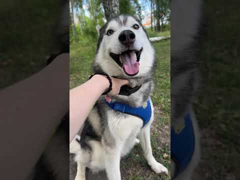 Видео: Электронный ошейник для дрессировки собак QD-360. Какие команды выучила наша собака