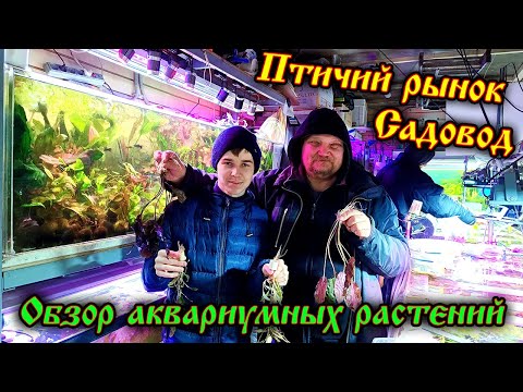 Видео: Птичий рынок Садовод в ноябре 2024. Подбираю растения для акваскейпа