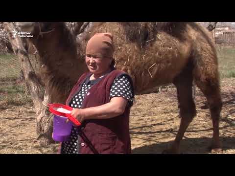 Видео: Төө бизнесин колго алган үй-бүлө