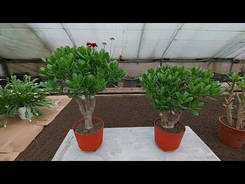Видео: Толстянки: итог кардинальной обрезки через 1,5 года