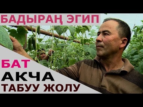 Видео: ПОМИДОР, БАДЫРАҢ ЭГИП БАЙЫП КЕТКЕН АРАВАНДЫК ӨЗБЕК ЖИГИТ